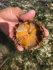 新鮮なウニ