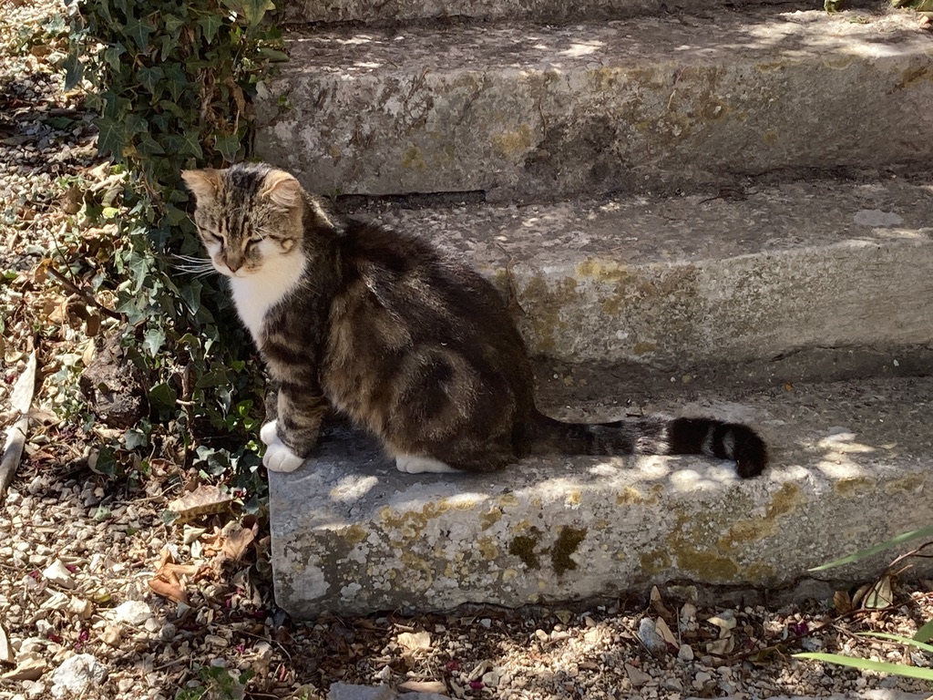 夏の日に見かけた猫